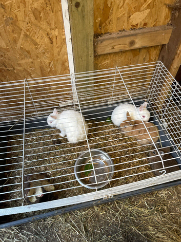 Baby rabbits & Guinea pigs for sale