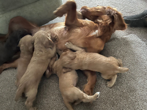 Working cocker spaniels