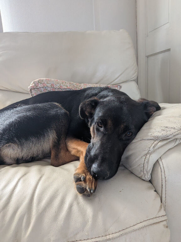 Sheprador
