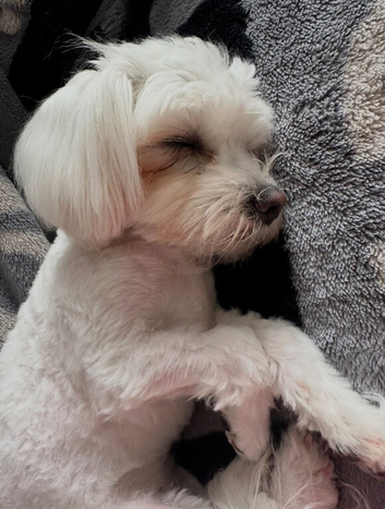 Beautiful baby boy & girl Maltese puppy dogs born 9th May 2026