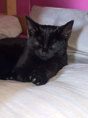 Cat looking for home