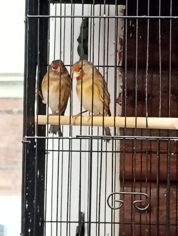 Goldfinch mules for sale males and females