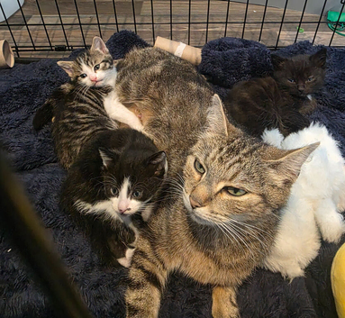 Kittens