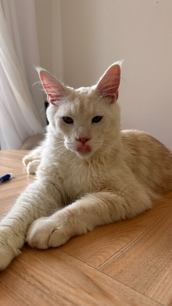 XL Pedigree maine coon