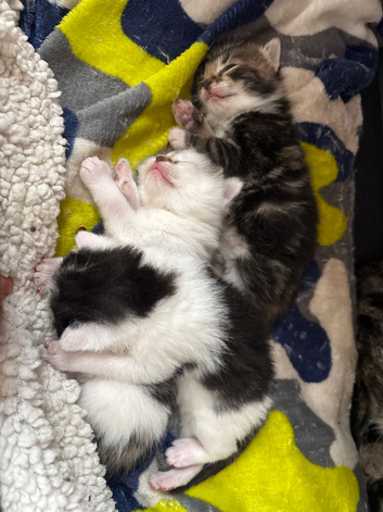 Beautiful kittens