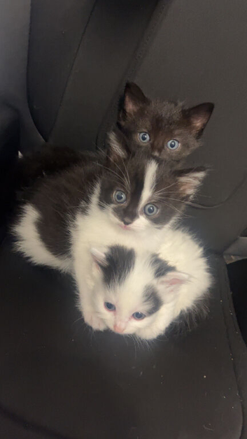 2 female kittens
