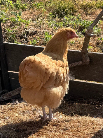Buff Orpington pullets for sale