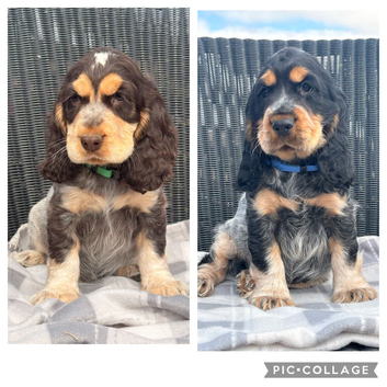 KC registered Show Type Cocker Spaniel Pups DNA tested