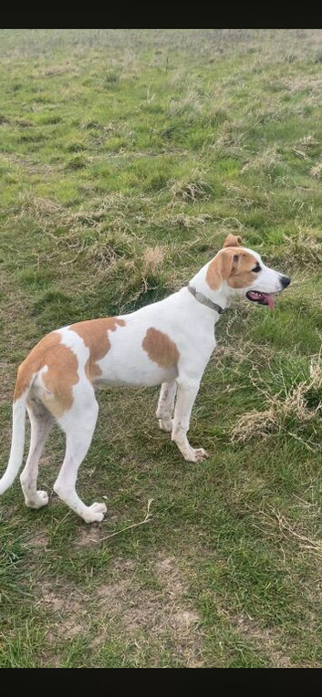 Collie bull grey