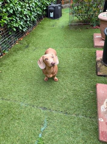 miniture dacshund dog 10 months old