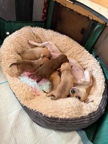 Chihuahua puppies