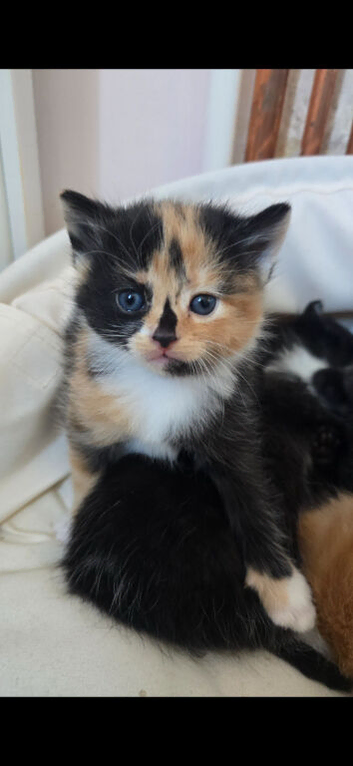 2 lovely kittens ready to new home. Free local delivery available
