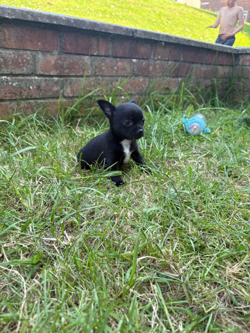ONLY 1 BLACK BITCH LEFT!! 5* purebred apple head chihuahuas