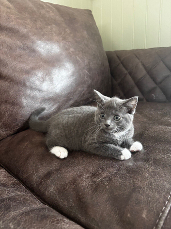 8 weeks old kitten