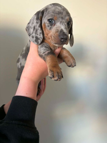 2 Dapple Miniature Daschunds