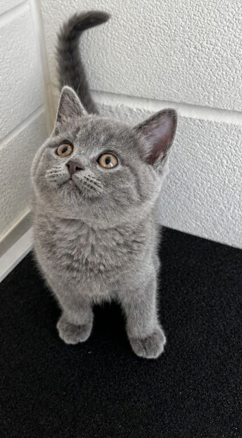 Stunning Pedigree BSH kittens ready end of July