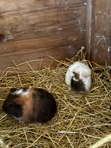 Lovely baby guinea pigs for sale