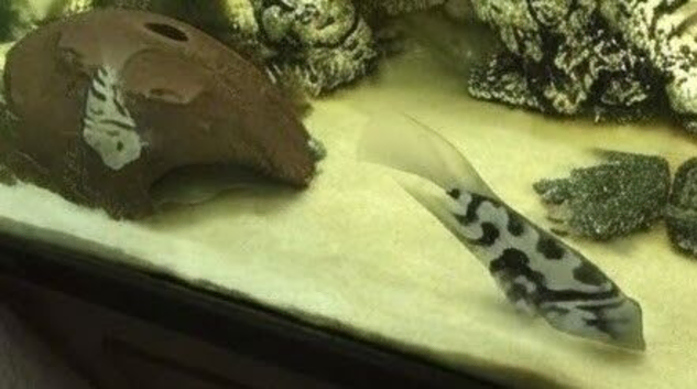 Polar Blue Parrot Cichlids