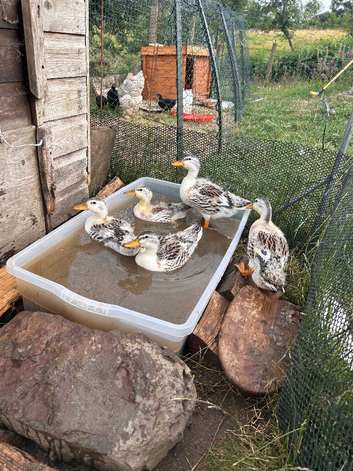 Miniature Silver Appleyard Ducks home hatched