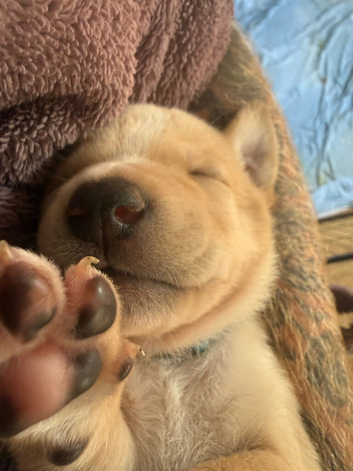 American bull dog x Mali puppies