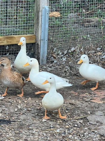 Mallard Ducks