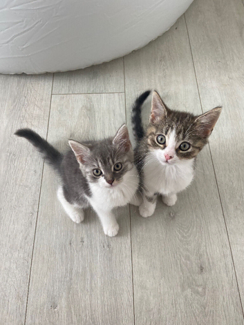 Beautiful male kittens