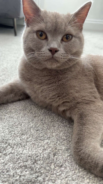 Two Beautiful British Shorthairs Looking for a Loving Home