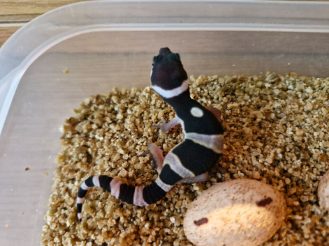 Beautiful leopard gecko babies x2