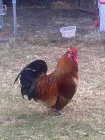 Rooster