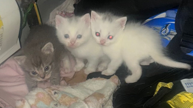 2 British short haired hair kittens for sale