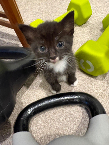 3 little kittens for sale