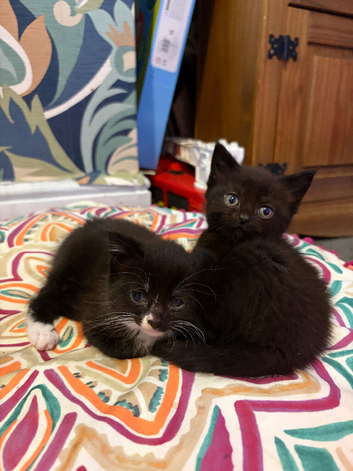 Male kittens