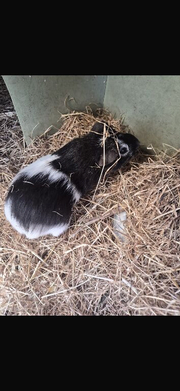 Male guinea pig