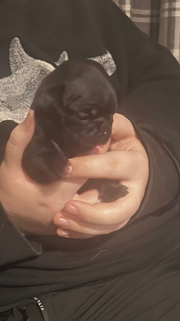 Stunning KC registered pug puppies