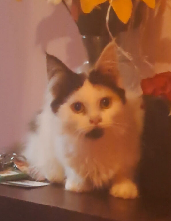 Last little girl seeking her forever home