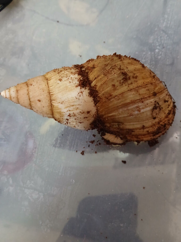 2 giant african land snails for sale