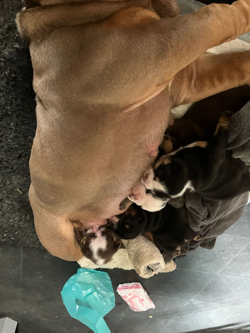 KC registered British bulldog