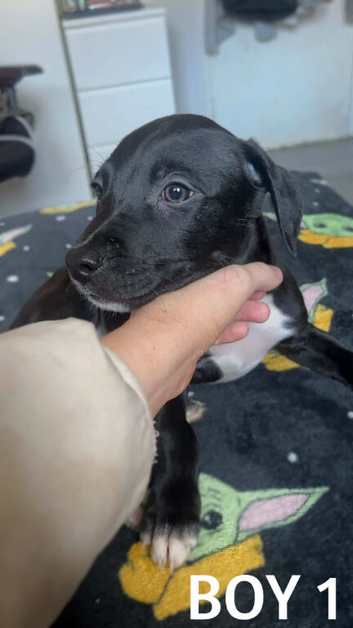 Mixed Breed Pups