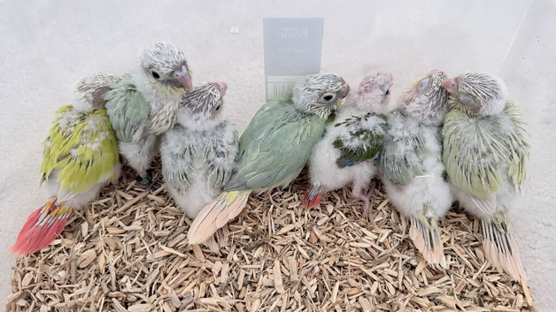 Handreared Tame Conure chicks mooncheek suncheek rose corwned