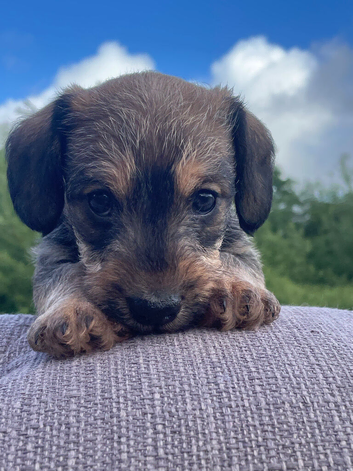 Wire haired dachshund x
