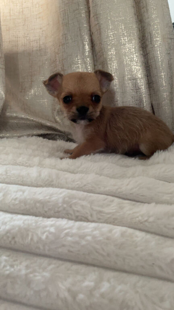 Chi x border terrier