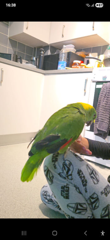 Yellow Naped Amazon