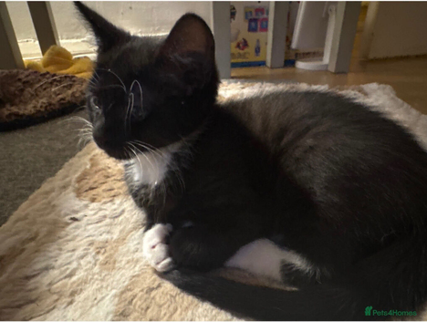 Male kitten