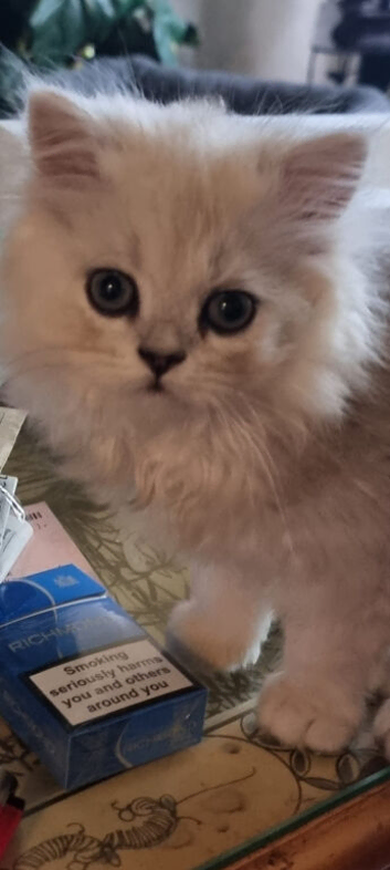 Persian chinchilla kittens