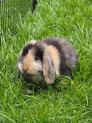 Beautiful pedigree mini lop bunnies