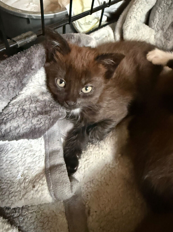 1 kitten left