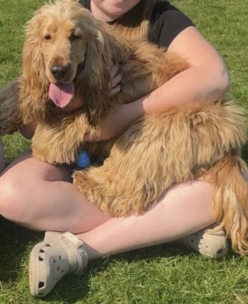 Kc Show cocker spaniel male