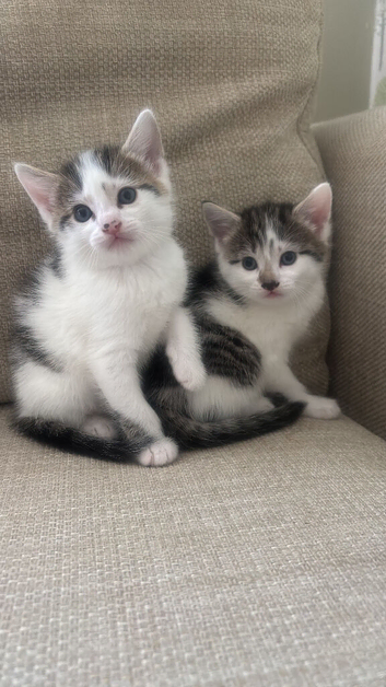 Kittens 2 boys 1 female