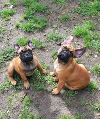 Standard red fawn/pied French bulldog