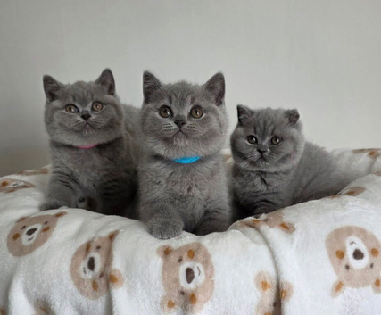 Title British short hair fluffy kittens,London based